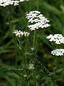 Achillea millefolium, Schafgarbe, Färbepflanze, Färberpflanze, Pflanzenfarben,  färben, Klostergarten Seligenstadt
